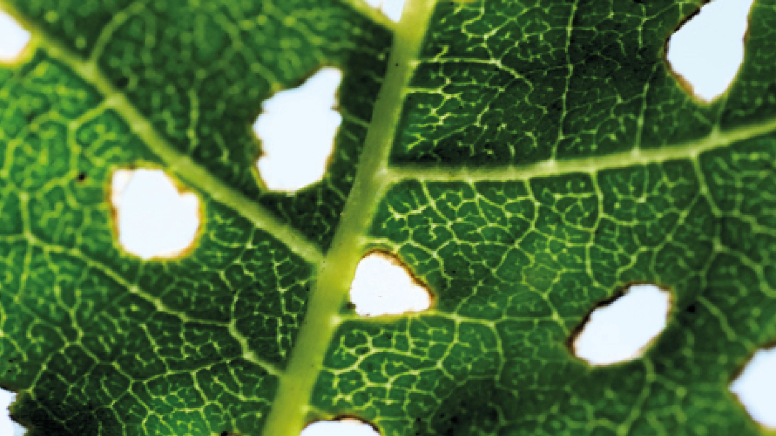 nature-cyriellegirod-coaching
