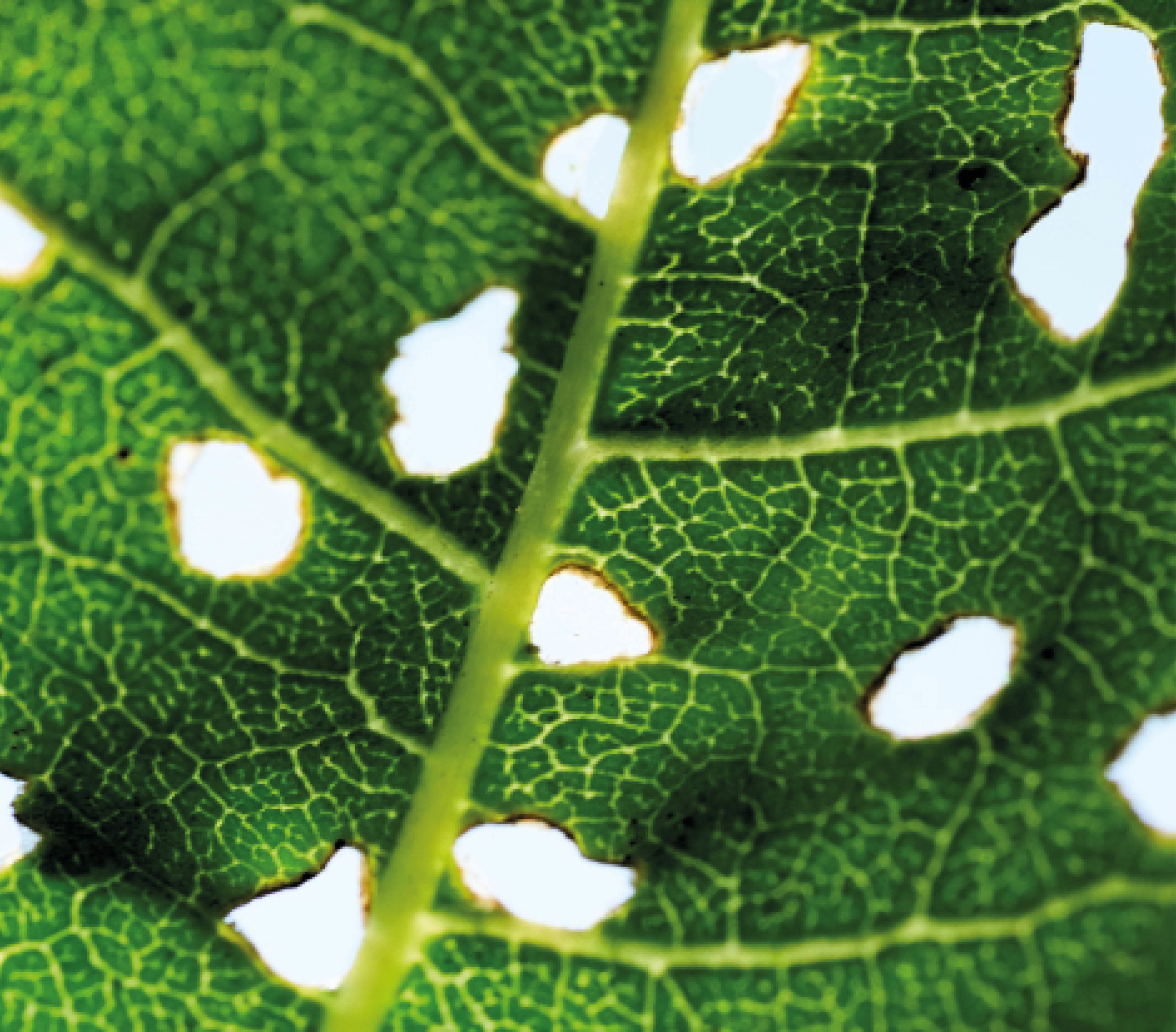 nature-cyriellegirod-coaching