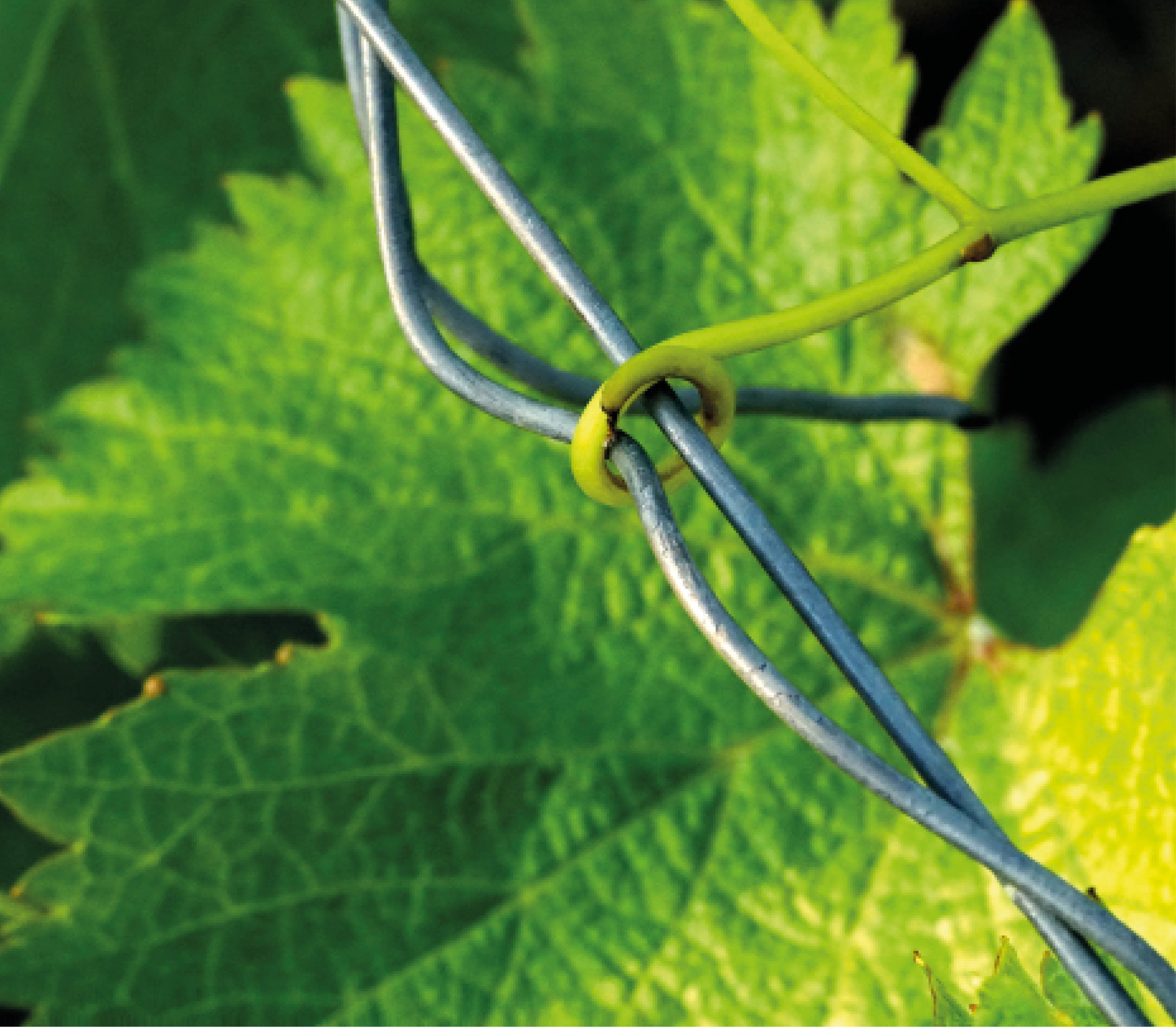 nature-cyriellegirod-coaching