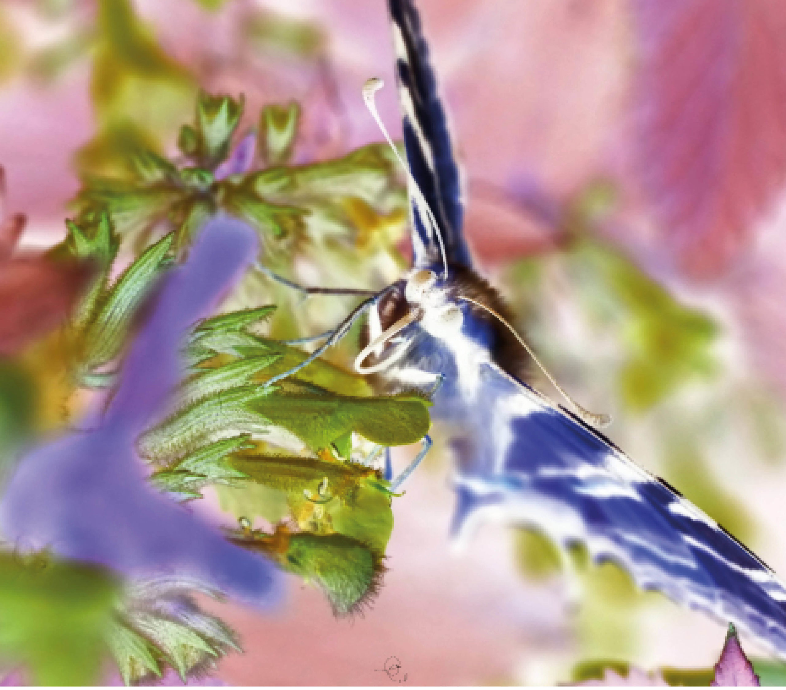 Papillon négatif-cyriellegirod-coaching