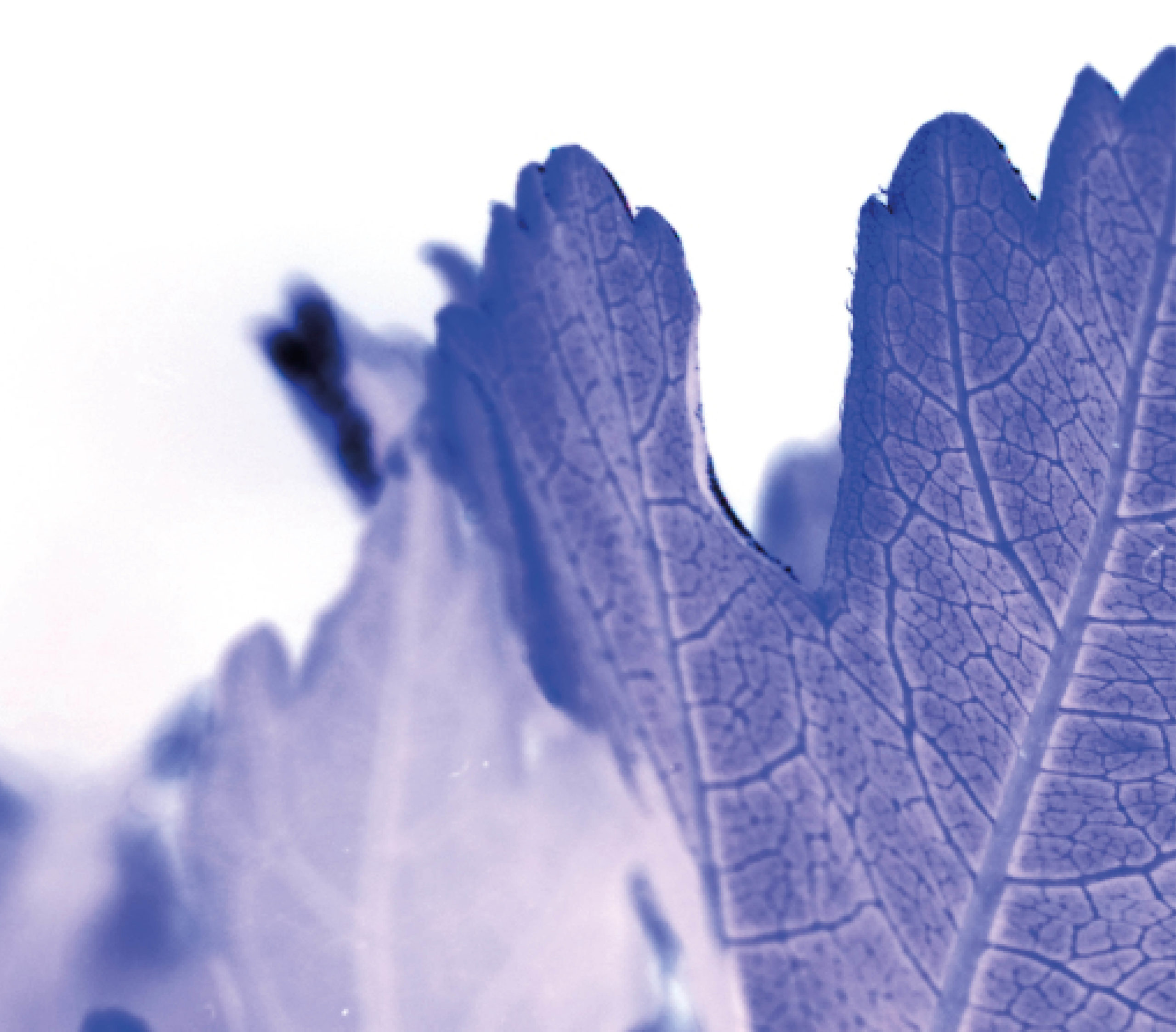 angiographie-cyriellegirod-coaching