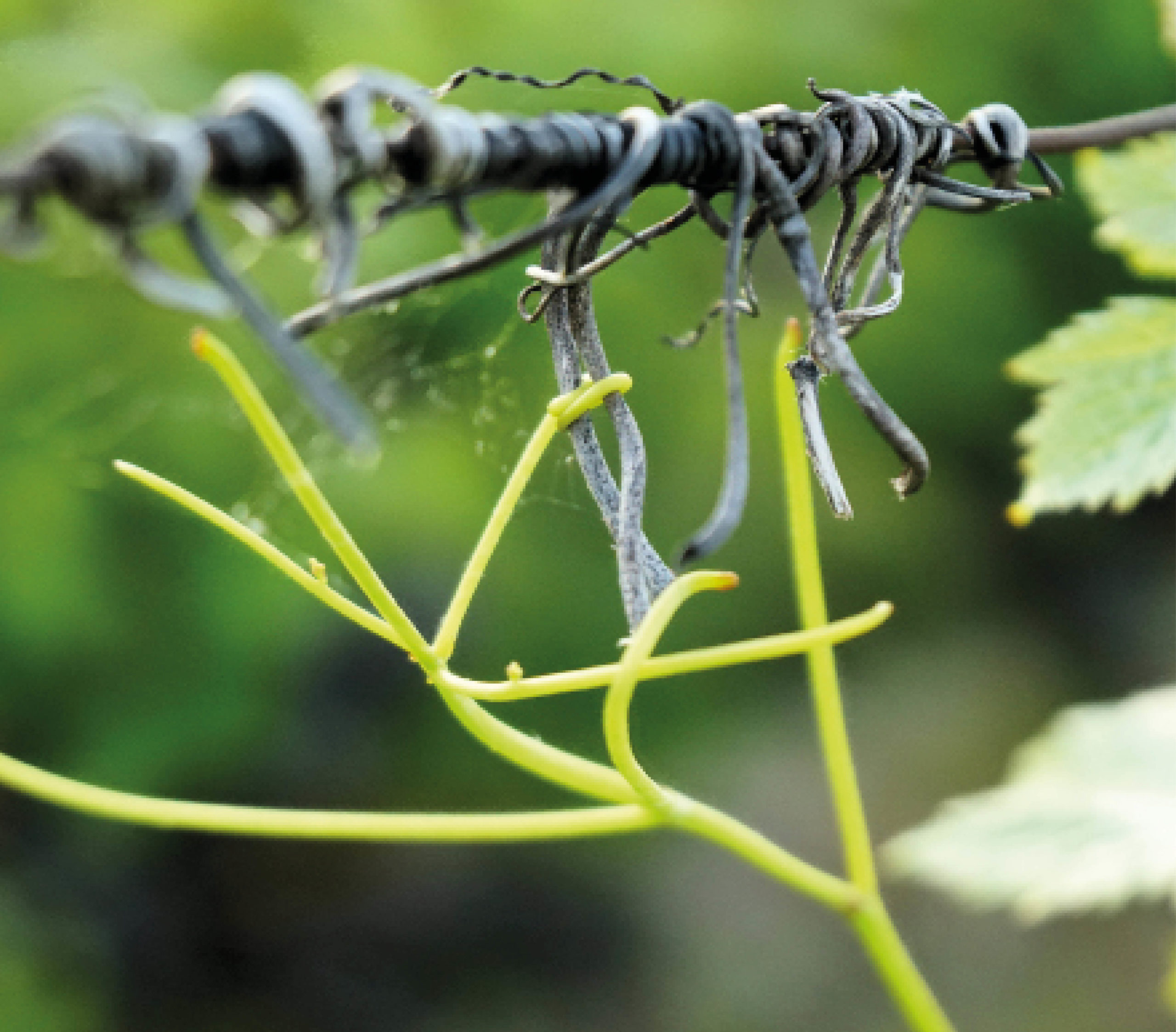 intergenerationnalite-cyriellegirod-coaching