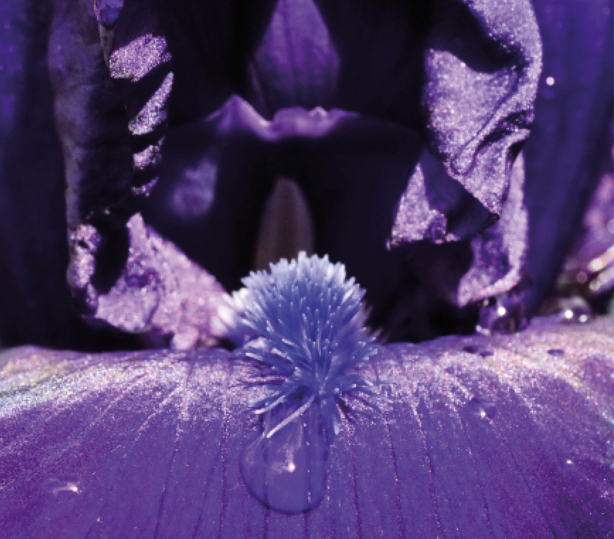 Nature-cyriellegirod-coaching